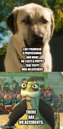 Butch from Cats And Dogs and Master Oogway from the Kung Fu Panda Movies. | I GET PROMISED A PROFESSIONAL. AND WHAT DO I GET? A PUPPY? THAT PUPPY WAS AN ACCIDENT. THERE ARE NO ACCIDENTS. | image tagged in funny memes | made w/ Imgflip meme maker
