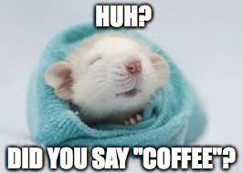 HUH? DID YOU SAY "COFFEE"? | image tagged in mouse | made w/ Imgflip meme maker