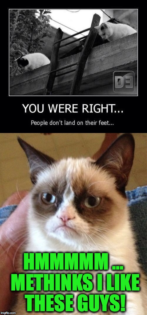 Grumpy Likes :-) | HMMMMM ... METHINKS I LIKE THESE GUYS! | image tagged in naughty cats | made w/ Imgflip meme maker