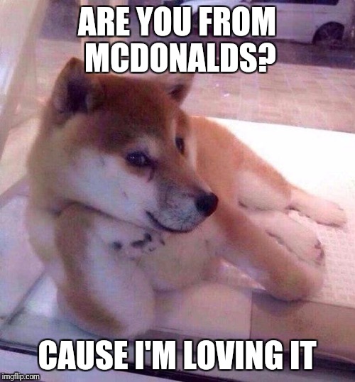 Flirting Doge | ARE YOU FROM MCDONALDS? CAUSE I'M LOVING IT | image tagged in flirting doge | made w/ Imgflip meme maker