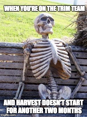 Waiting Skeleton | WHEN YOU'RE ON THE TRIM TEAM; AND HARVEST DOESN'T START FOR ANOTHER TWO MONTHS | image tagged in memes,waiting skeleton | made w/ Imgflip meme maker
