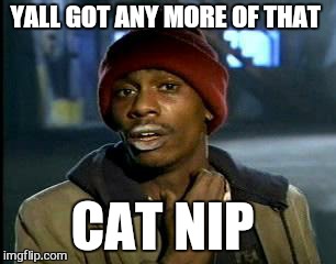 Y'all Got Any More Of That Meme | YALL GOT ANY MORE OF THAT CAT NIP | image tagged in memes,yall got any more of | made w/ Imgflip meme maker