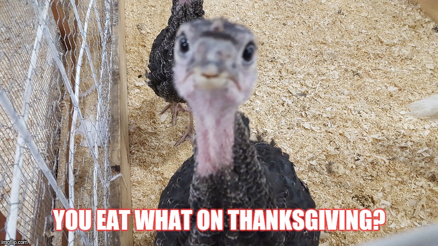 Baby turkey | YOU EAT WHAT ON THANKSGIVING? | image tagged in thanksgiving | made w/ Imgflip meme maker
