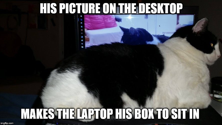 Laptop Cat | HIS PICTURE ON THE DESKTOP; MAKES THE LAPTOP HIS BOX TO SIT IN | image tagged in laptop cat,funny cat memes | made w/ Imgflip meme maker