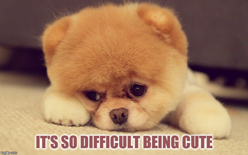 IT'S SO DIFFICULT BEING CUTE | made w/ Imgflip meme maker