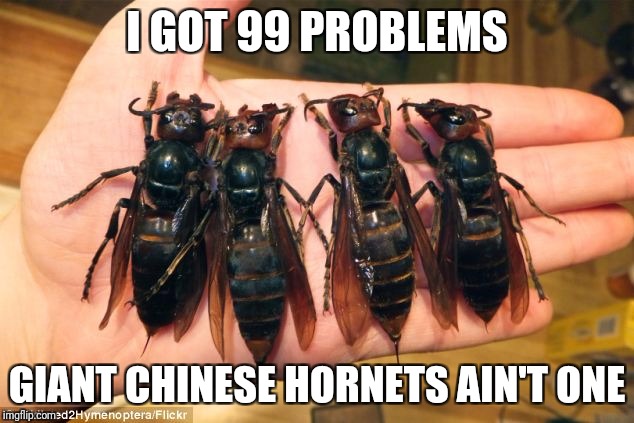 Big bugs | I GOT 99 PROBLEMS; GIANT CHINESE HORNETS AIN'T ONE | image tagged in 99 problems,giant chinese hornets | made w/ Imgflip meme maker