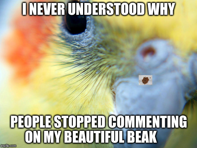 cockatiel | I NEVER UNDERSTOOD WHY; PEOPLE STOPPED COMMENTING ON MY BEAUTIFUL BEAK | image tagged in cockatiel | made w/ Imgflip meme maker