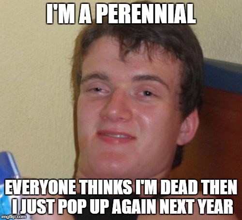 10 Guy Meme | I'M A PERENNIAL; EVERYONE THINKS I'M DEAD THEN I JUST POP UP AGAIN NEXT YEAR | image tagged in memes,10 guy | made w/ Imgflip meme maker