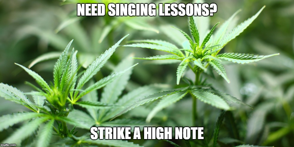 NEED SINGING LESSONS? STRIKE A HIGH NOTE | image tagged in cannabis plants | made w/ Imgflip meme maker