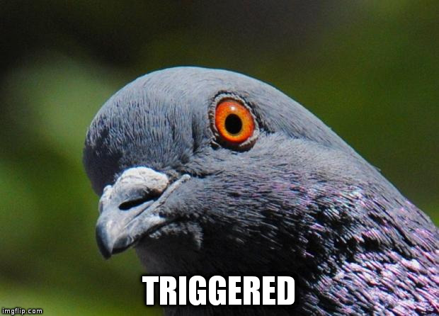 Pigeon | TRIGGERED | image tagged in pigeon | made w/ Imgflip meme maker
