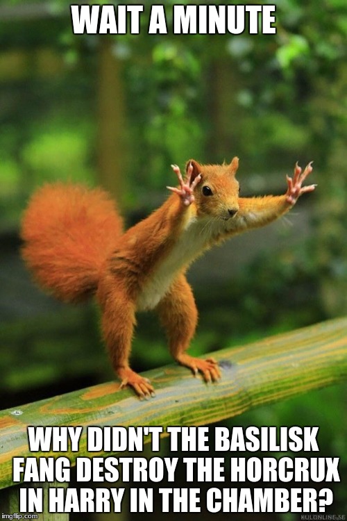 Wait a Minute Squirrel | WAIT A MINUTE; WHY DIDN'T THE BASILISK FANG DESTROY THE HORCRUX IN HARRY IN THE CHAMBER? | image tagged in wait a minute squirrel | made w/ Imgflip meme maker