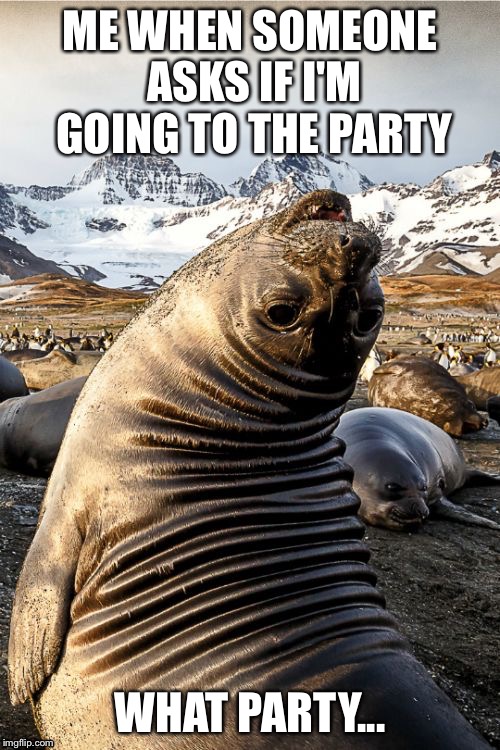 ME WHEN SOMEONE ASKS IF I'M GOING TO THE PARTY; WHAT PARTY... | image tagged in party rocking | made w/ Imgflip meme maker