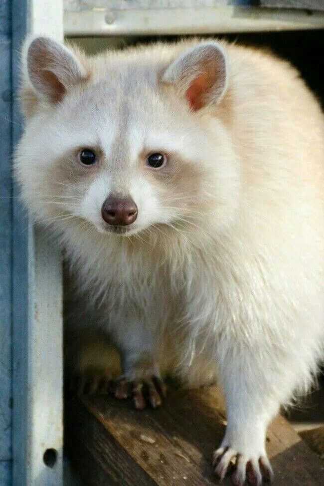 High Quality White Trash Panda Blank Meme Template