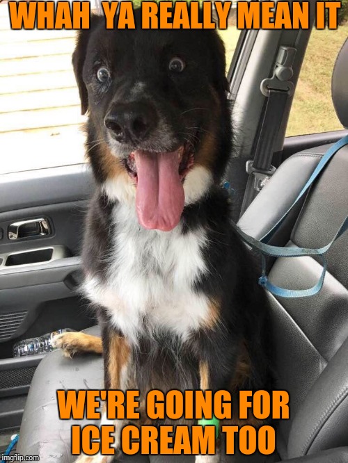  Ice cream  | WHAH  YA REALLY MEAN IT; WE'RE GOING FOR ICE CREAM TOO | image tagged in high,animals,funny,memes,dog | made w/ Imgflip meme maker
