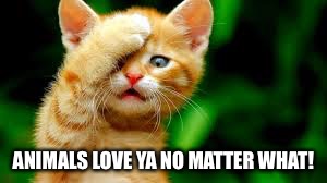 ANIMALS LOVE YA NO MATTER WHAT! | made w/ Imgflip meme maker