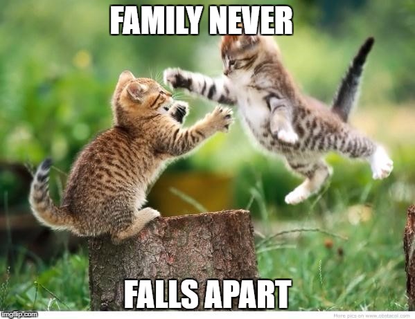 cat | FAMILY NEVER; FALLS APART | image tagged in animals | made w/ Imgflip meme maker