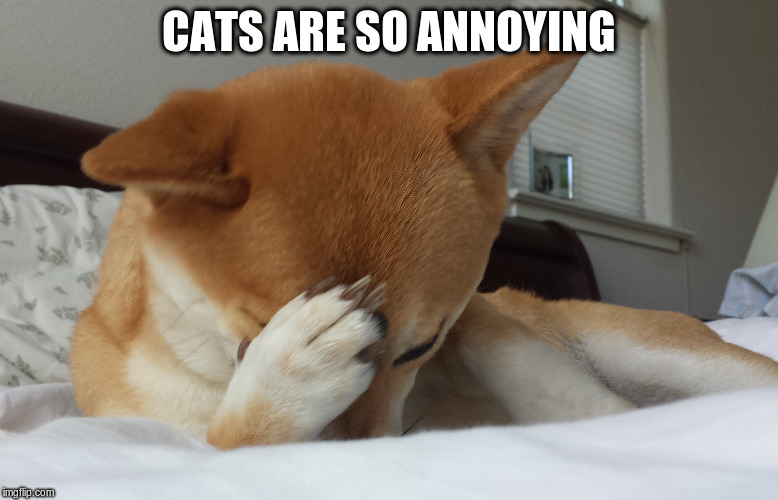 CATS ARE SO ANNOYING | made w/ Imgflip meme maker