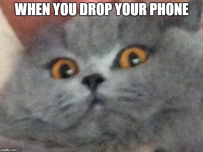 phone | WHEN YOU DROP YOUR PHONE | image tagged in scared cat,funny cats | made w/ Imgflip meme maker