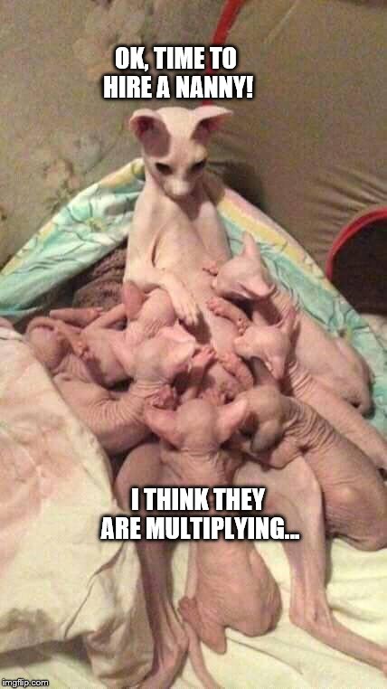Too many kids | OK, TIME TO HIRE A NANNY! I THINK THEY ARE MULTIPLYING... | image tagged in funny cat memes,cute kittens | made w/ Imgflip meme maker