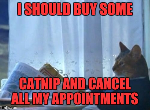 I Should Buy A Boat Cat Meme | I SHOULD BUY SOME; CATNIP AND CANCEL ALL MY APPOINTMENTS | image tagged in memes,i should buy a boat cat | made w/ Imgflip meme maker