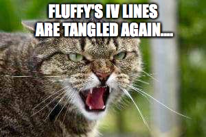 Angry Cat | FLUFFY'S IV LINES ARE TANGLED AGAIN.... | image tagged in angry cat | made w/ Imgflip meme maker