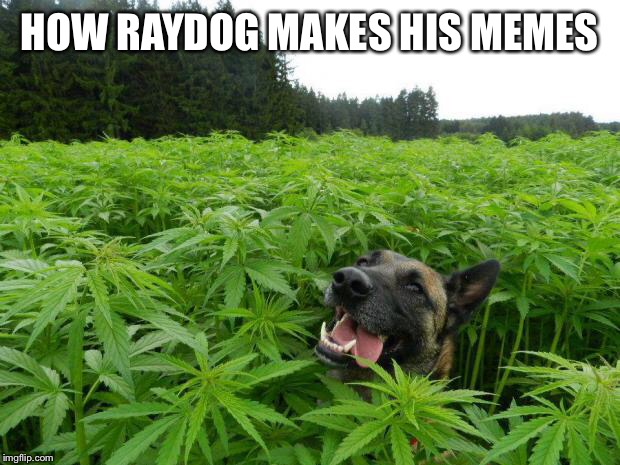 weed policedog | HOW RAYDOG MAKES HIS MEMES | image tagged in weed policedog | made w/ Imgflip meme maker