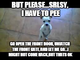 when dogs gotta go....and frl gotta go | BUT PLEASE...SRLSY, I HAVE TO PEE; GO OPEN THE FRONT DOOR, UNLATCH THE FRONT GATE, AND LET ME GO...I MIGHT NOT COME BACK,BUT THATS OK | image tagged in dogs | made w/ Imgflip meme maker