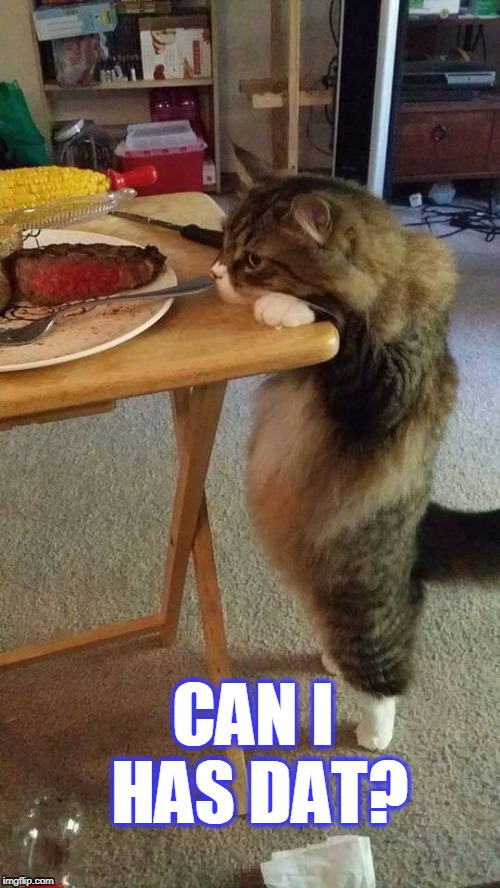 can i has dat? | CAN I HAS DAT? | image tagged in can i has dat,cat,fat cat,steak dinner | made w/ Imgflip meme maker