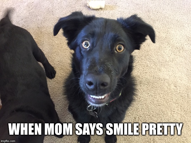 Dog smiles pretty | WHEN MOM SAYS SMILE PRETTY | image tagged in dogs,smiling dog,funny animals | made w/ Imgflip meme maker