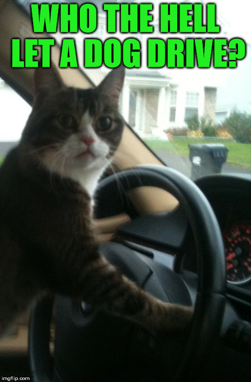 JoJo The Driving Cat | WHO THE HELL LET A DOG DRIVE? | image tagged in jojo the driving cat | made w/ Imgflip meme maker