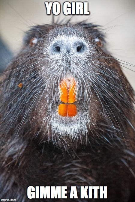 Naughty Nutria | YO GIRL; GIMME A KITH | image tagged in funny animals | made w/ Imgflip meme maker