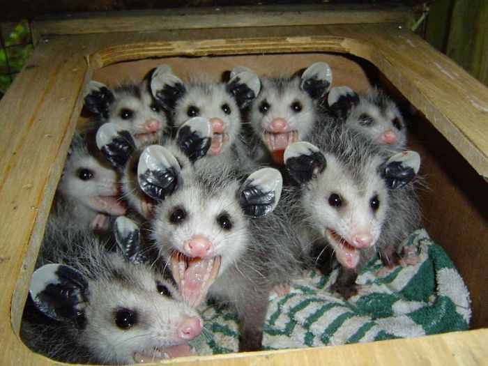 opossums Blank Meme Template