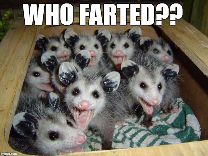 Opossum Gas | WHO FARTED?? | image tagged in opossums,fart,help | made w/ Imgflip meme maker