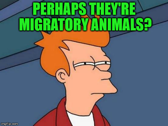 Futurama Fry Meme | PERHAPS THEY'RE MIGRATORY ANIMALS? | image tagged in memes,futurama fry | made w/ Imgflip meme maker