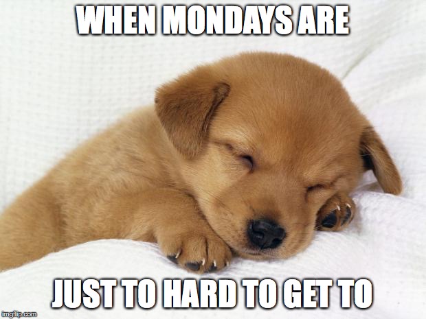 cute doggie | WHEN MONDAYS ARE; JUST TO HARD TO GET TO | image tagged in cute doggie | made w/ Imgflip meme maker