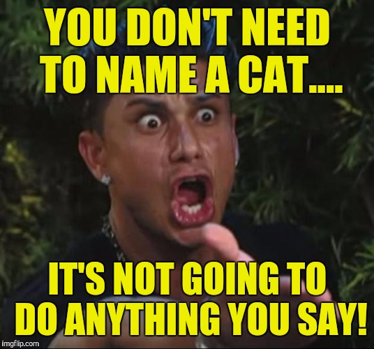 DJ Pauly D Meme | YOU DON'T NEED TO NAME A CAT.... IT'S NOT GOING TO DO ANYTHING YOU SAY! | image tagged in memes,dj pauly d | made w/ Imgflip meme maker
