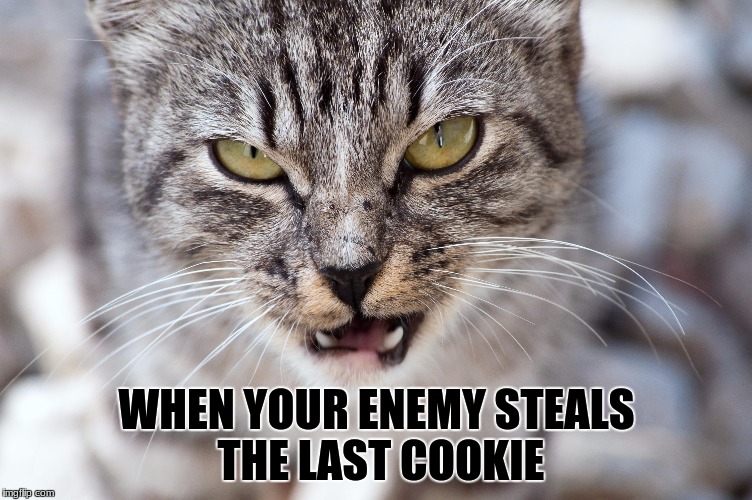 Cat memes | WHEN YOUR ENEMY STEALS THE LAST COOKIE | image tagged in grumpy cat | made w/ Imgflip meme maker