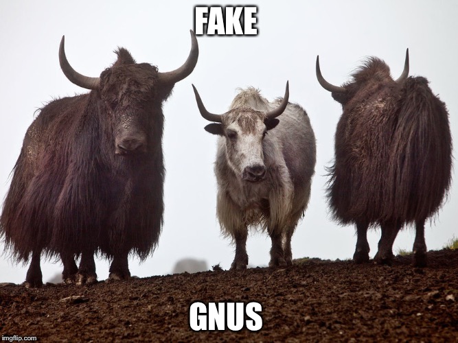 Yaks | FAKE; GNUS | image tagged in yaks | made w/ Imgflip meme maker