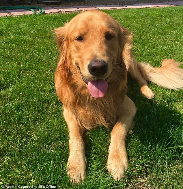 Golden retriever Blank Meme Template