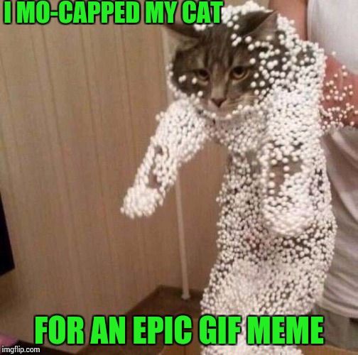 Upping my meme game | I MO-CAPPED MY CAT; FOR AN EPIC GIF MEME | image tagged in cats,cat,pipe_picasso | made w/ Imgflip meme maker