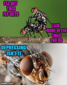 Depressing Meme Week Oct 11-18 A NeverSayMemes Event | I'LL BET THIS FLY GETS; LAID MORE OFTEN THAN YOU DO; DEPRESSING ISN'T IT | image tagged in flies,memes,depressing meme week,funny,insects | made w/ Imgflip meme maker