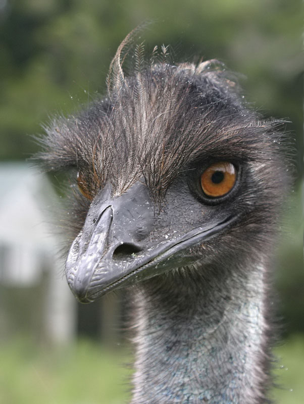 Emu-sed! Blank Meme Template