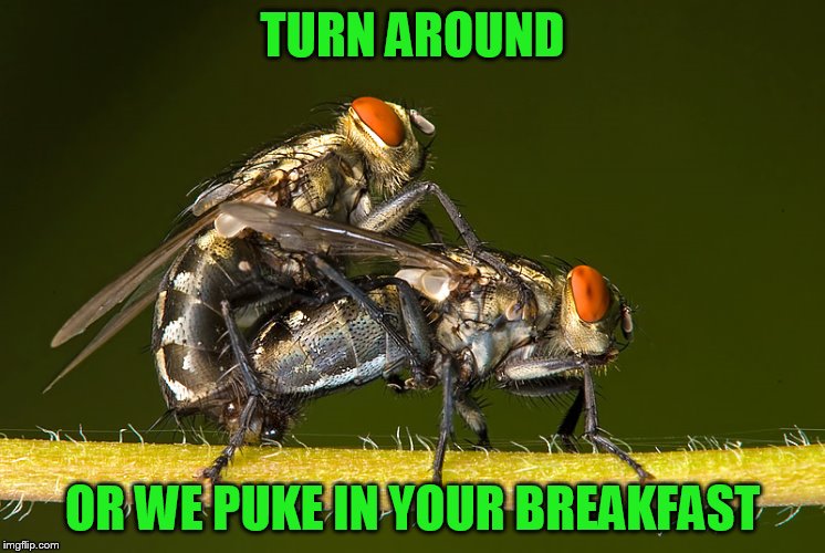 TURN AROUND OR WE PUKE IN YOUR BREAKFAST | made w/ Imgflip meme maker