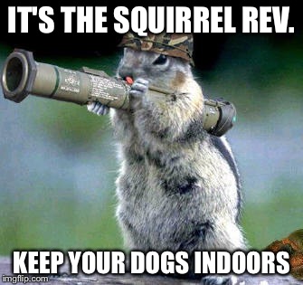 Bazooka Squirrel Meme | IT'S THE SQUIRREL REV. KEEP YOUR DOGS INDOORS | image tagged in memes,bazooka squirrel | made w/ Imgflip meme maker
