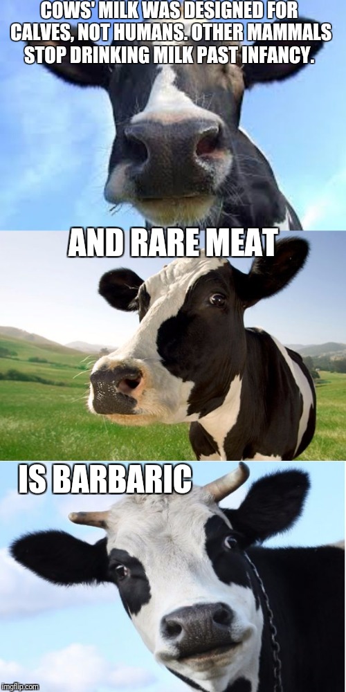 Bad Pun Cow | COWS' MILK WAS DESIGNED FOR CALVES, NOT HUMANS. OTHER MAMMALS STOP DRINKING MILK PAST INFANCY. AND RARE MEAT; IS BARBARIC | image tagged in bad pun cow | made w/ Imgflip meme maker