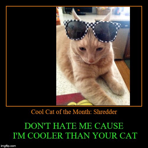 Cool Cat of the Month Calender | image tagged in funny,demotivationals | made w/ Imgflip demotivational maker