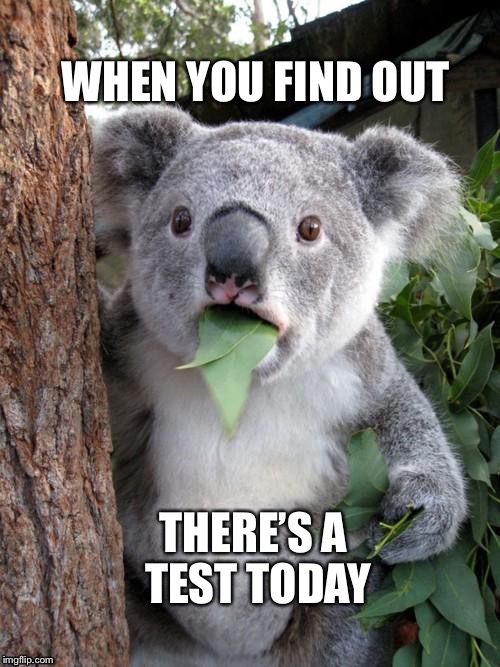 image tagged in suprised koala | made w/ Imgflip meme maker