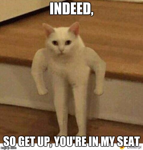 Buff Half Cat | INDEED, SO GET UP, YOU'RE IN MY SEAT | image tagged in buff half cat | made w/ Imgflip meme maker