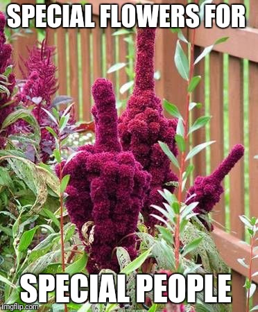 Elephant Head Amaranth Flower | SPECIAL FLOWERS FOR; SPECIAL PEOPLE | image tagged in elephant head amaranth flower | made w/ Imgflip meme maker