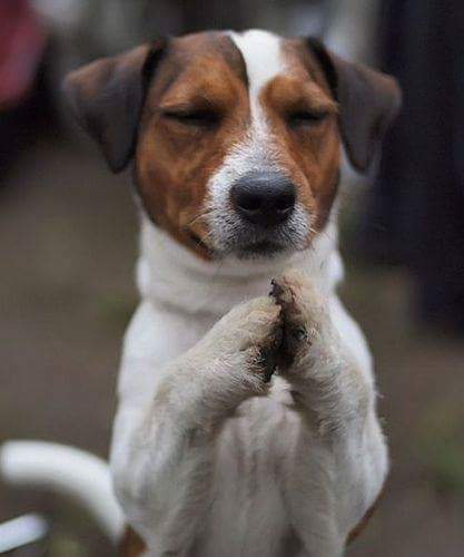 Praying Jack Russell Terrier Dog Blank Meme Template